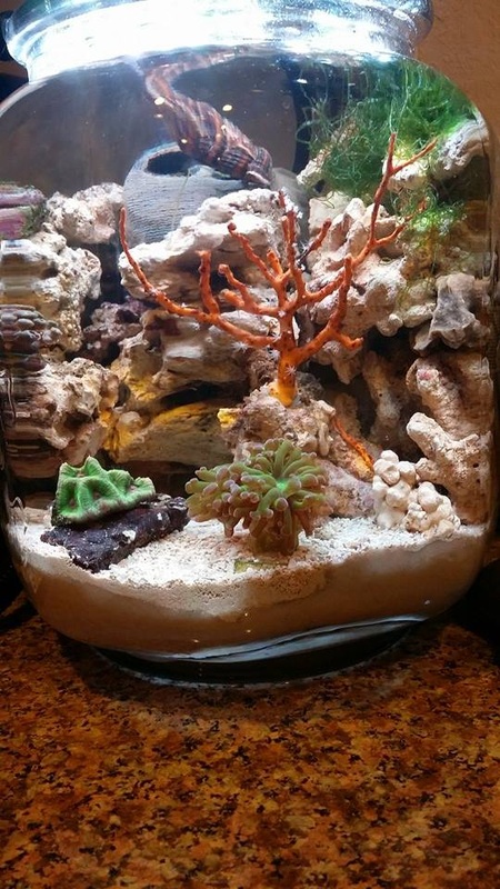 Cookie Jar Reef System